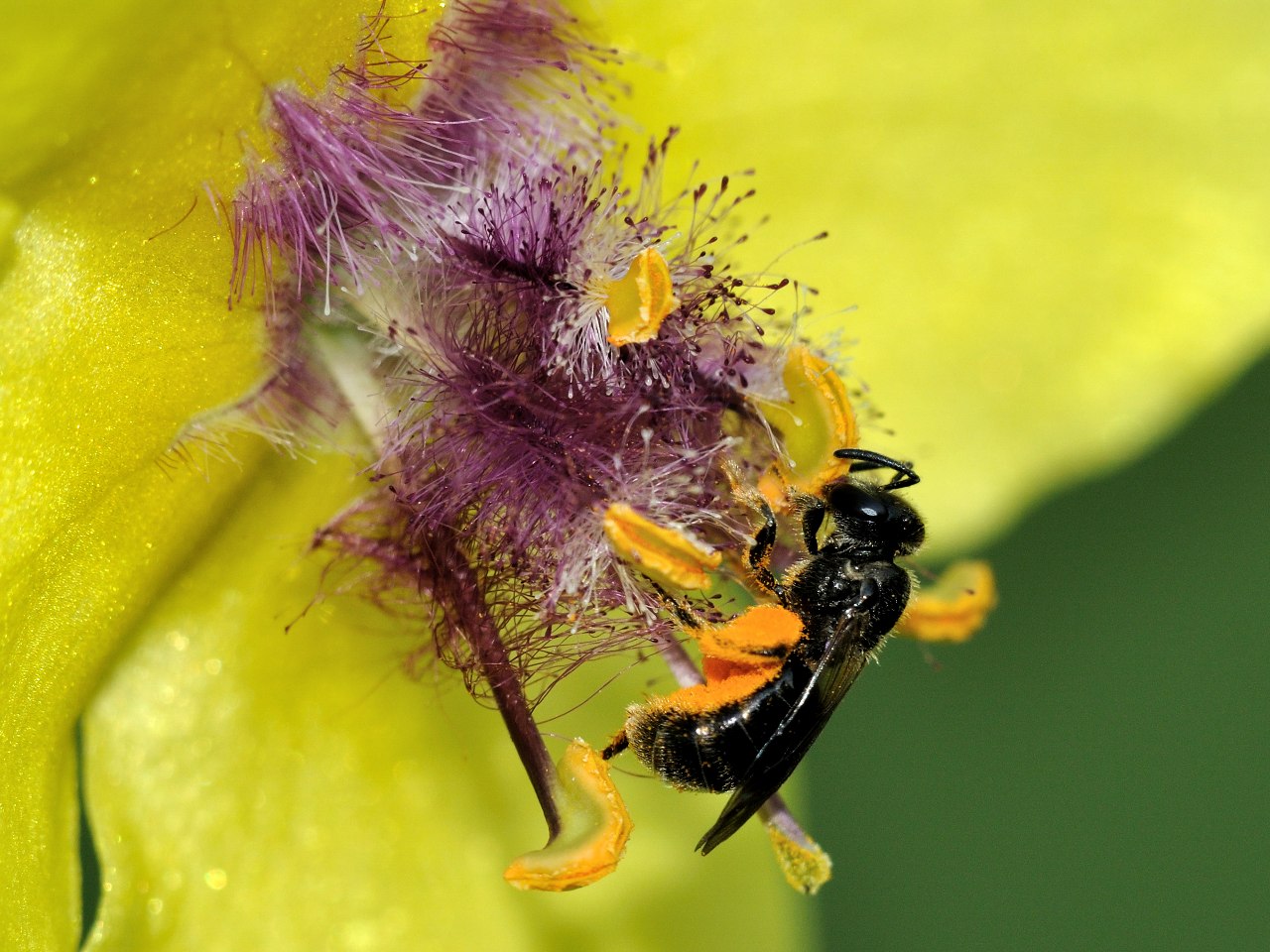 Apidae Halictinae: cfr. Lasioglossum sp., femmina